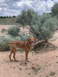 Scratching in the Dirt