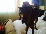 Canine Fashionista Takes a Nap