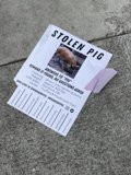 Stolen Pig Flyer Found on San Francisco Sidewalk
