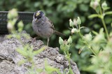 Golden-Crowned Sparrow with Pollen-Dusted Head on Stone Perch