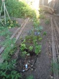 A Serene Garden of Herbal Delights