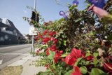 Floral Intersection