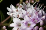 Purple Blooms in 2006 Garden
