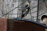Feathered Splash of Sunshine