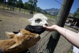 Close Encounter at Calistoga Old Faithful Geyser Farm