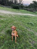 A Vizsla in the Fields of McLaren Park