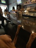 Bar Dog