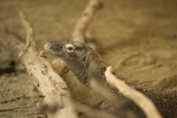Majestic Monitor Lizard at SF Zoo