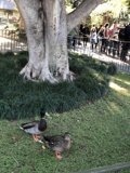 Feathered Friends