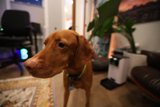 Furry Friend in a Cozy Living Room