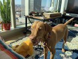 The Regal Vizsla and Plant Decor