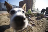 Canine Companion in the City