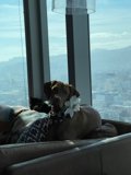 Lounge Pup