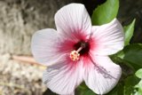 Pink Hibiscus in Full Bloom