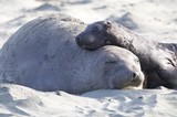 Elephant Seal Mother and Pup Resting on Sandy Beach