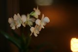 A Serene White Orchid