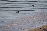 A Ripple in Nature