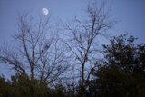 Lunar Serenade