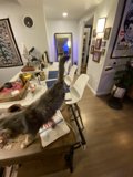 Feline Elegance
