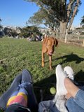 Canine Companion Joins for a Stroll
