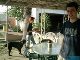 Man and Dog at the Dining Table