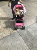 Man Takes His Furry Babies on a Stroll