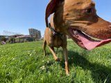 Happy Dog in the Grass