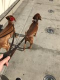 Two Canines on a Leash along The Broad