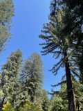 Tall Forest Grove