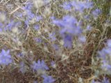 Field of Blue Geraniums