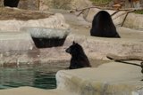 Majestic Black Bear on the Rocks