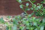 Golden-Crowned Sparrow Foraging Among Green Foliage