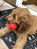Red Ball Fun