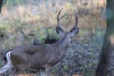 Majestic Morning Encounter