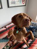 Paws-itive Vibes