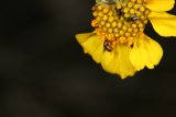 Pollinating Bee