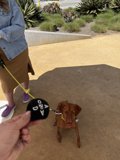 A Day at the Park with My Pup