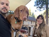 A Night Out with Friends and Furry Companions