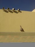 Pigeon's view of the big blue