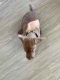 Man's Best Friend on Hardwood Flooring