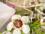 White blooms in bloom
