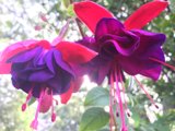 Fuchsia Foliage in Altadena