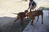 Man's Best Friends