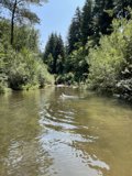Serene Swim in a Woodland River