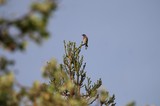 Western Bluebird Perched on Conifer at Dawn