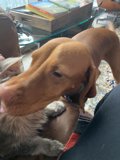 Furry Friends