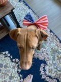 Patriotic Pup
