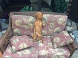 Couch Companion