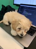 Laptop Pup