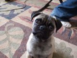 Pug lounging on carpet